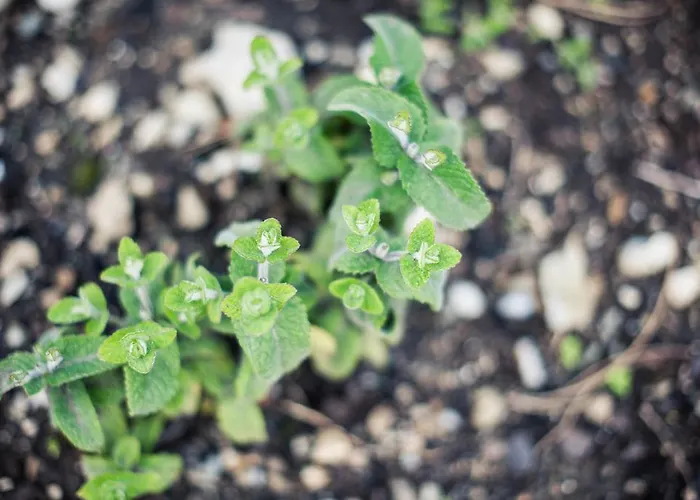 Steuxner Neustift im Stubaital