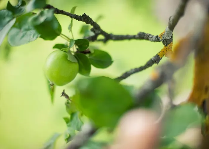Steuxner 3* Neustift im Stubaital